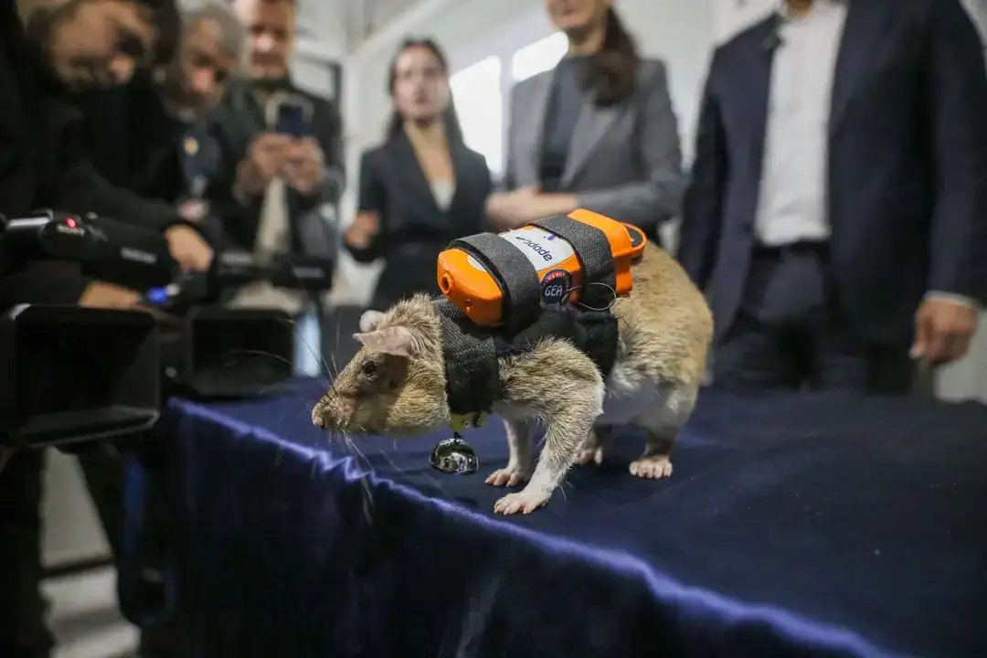 Sırt Çantalı Fareler Antalya'da Görevde! 8